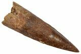 Fossil Spinosaurus Tooth - Real Dinosaur Tooth #345481-1